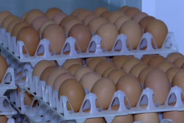 video alerta sanitara in prag de sarbatori 15 milioane de oua care ar fi contaminate cu salmonella retrase de la vanzare 69da1afa6a350