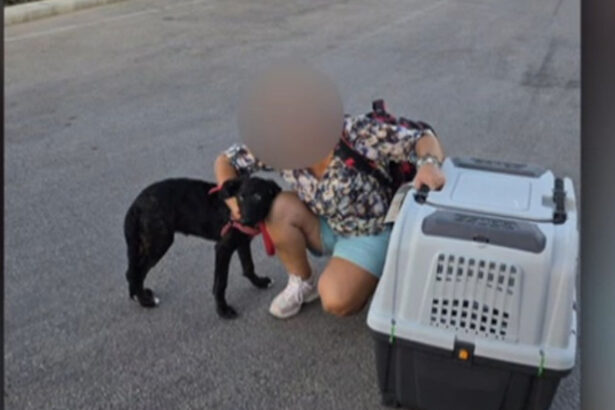 video ce s a intamplat cu caelya catelusa batuta cu bestialitate pe o strada din bucuresti agresorul a fost condamnat la inchisoare 69d0de46b2689