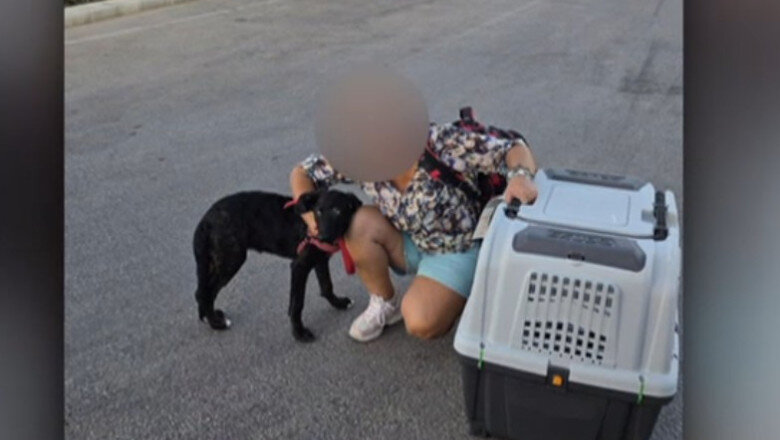 video ce s a intamplat cu caelya catelusa batuta cu bestialitate pe o strada din bucuresti agresorul a fost condamnat la inchisoare 69d0de46b2689