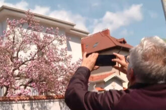 video explozie de culori pe strazile din capitala unde se afla cele mai spectaculoase magnolii din bucuresti 69d11d796d92b