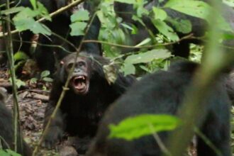 wild chimpanzees recorded waging civil war with coordinated attacks between two groups 69d92afc1f616